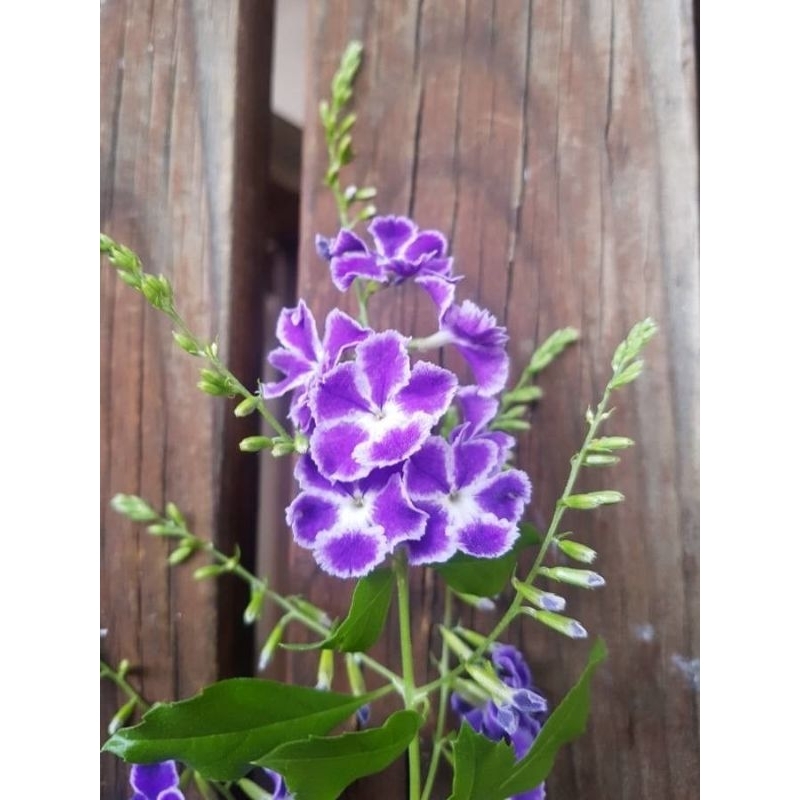 bunga Duranta erecta L ungu tanaman hias