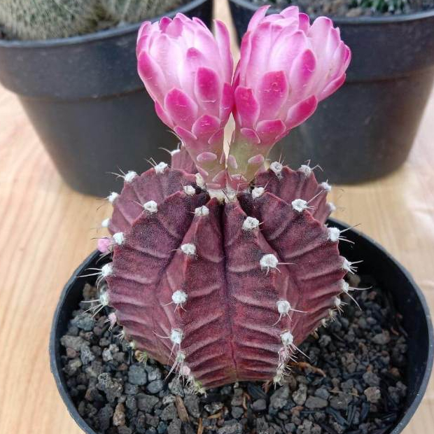 Kaktus Gymno Ungu Siclam / Miha LB Hybrid Ownroot