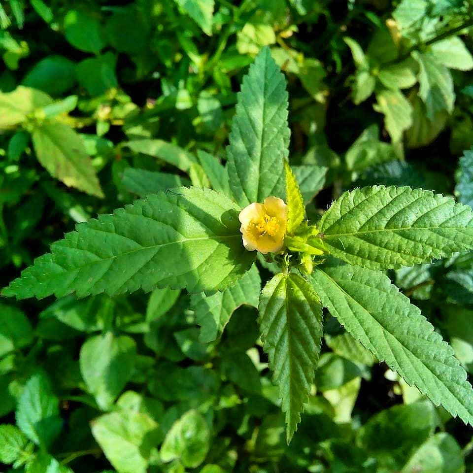 bibit sidaguri segar siap tanam(tanaman herbal)