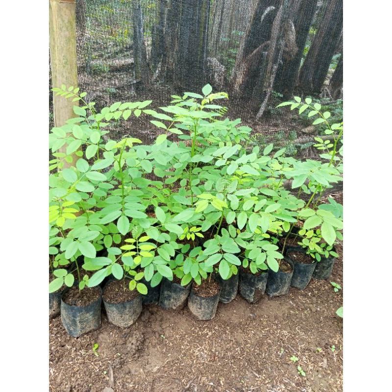 BIBIT INDIGOFERA SIAP TANAM PAKAN TERNAK