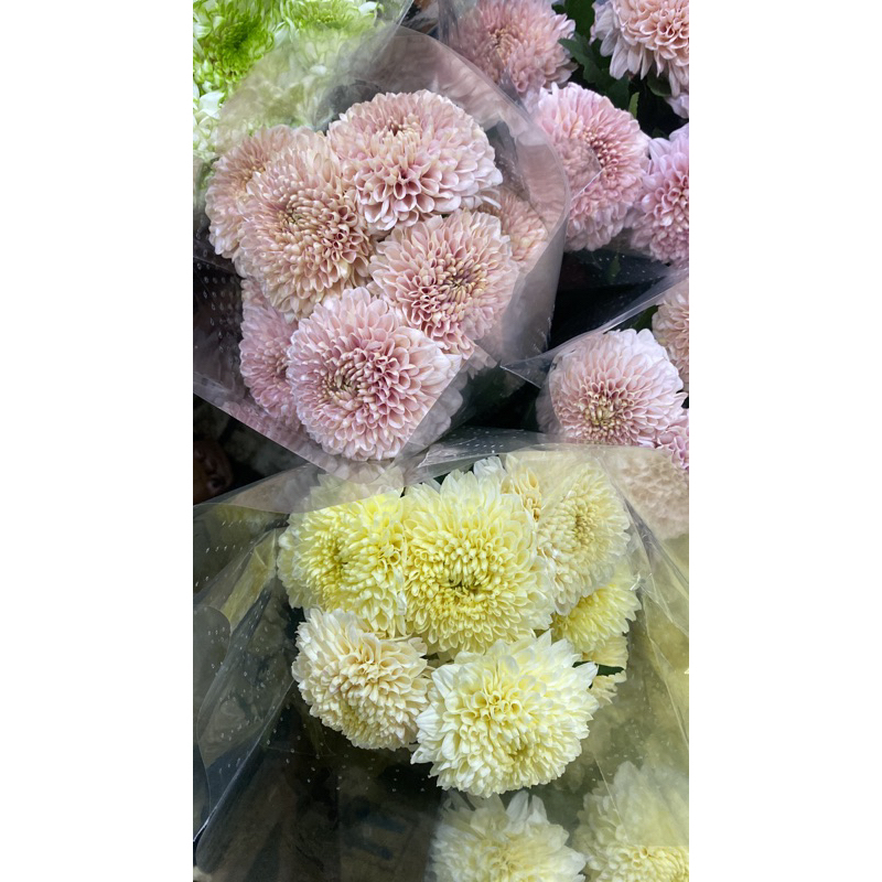 Bunga Segar Gompie | Bunga Asli murah | Bunga potong gompie