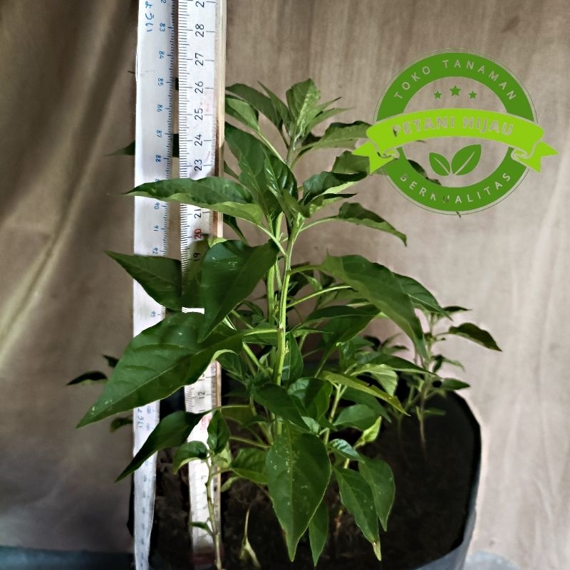 Tanaman hias Cabai rawit hijau tipe merunduk F1 Lalapan cabe | Lalap cigitan seeds