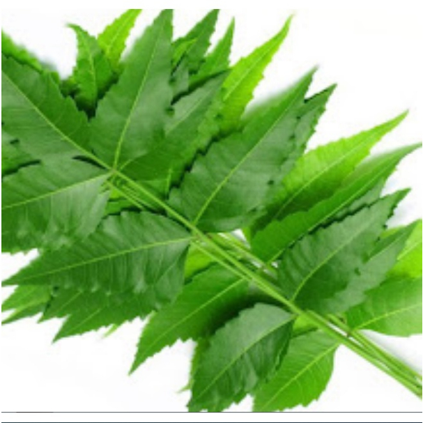 

Daun Mimba Segar/ Daun Mindi Segar untuk kesehatan tubuh