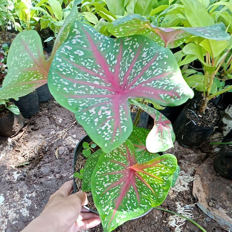 keladi red Star -keladi bintik merah hijau niming tamamanhias