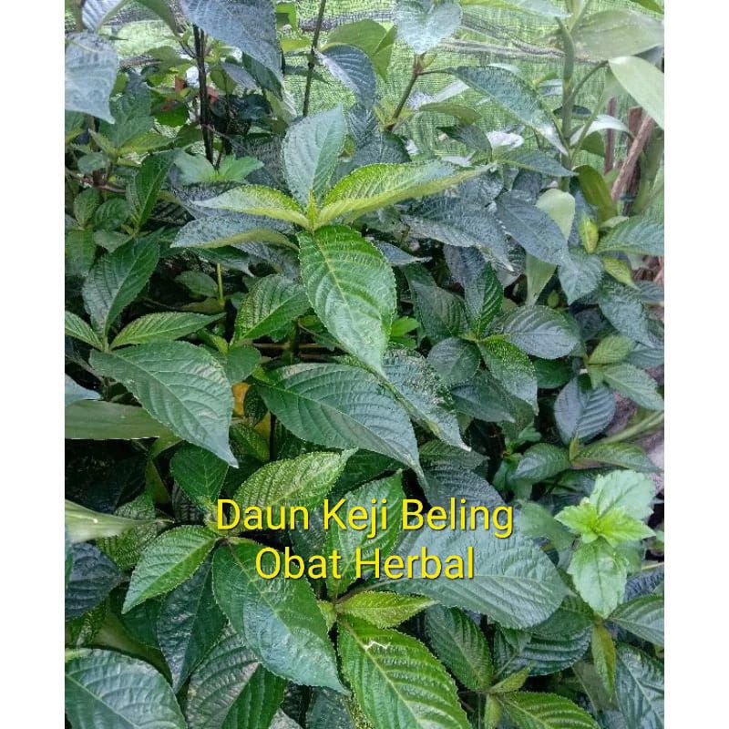 

Daun Keci Beling Segar Kecibeling Keji Beling Kejibeling Daun Pecah Beling Segar 500 gr