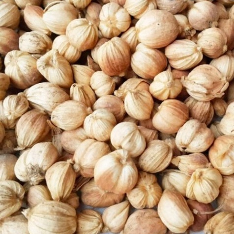 

Terupdate TLGP KAPULAGA KAPOLAGA ASLI ISI 5 GRAM S4 Terbaru