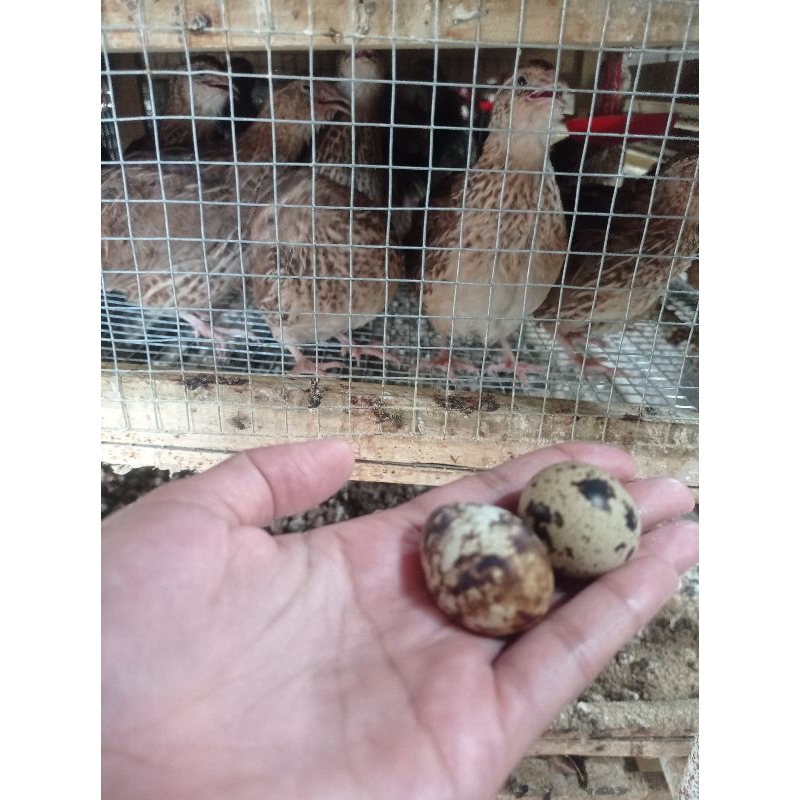 

Telur puyuh mentah/fresh murah/45biji/butirtelur