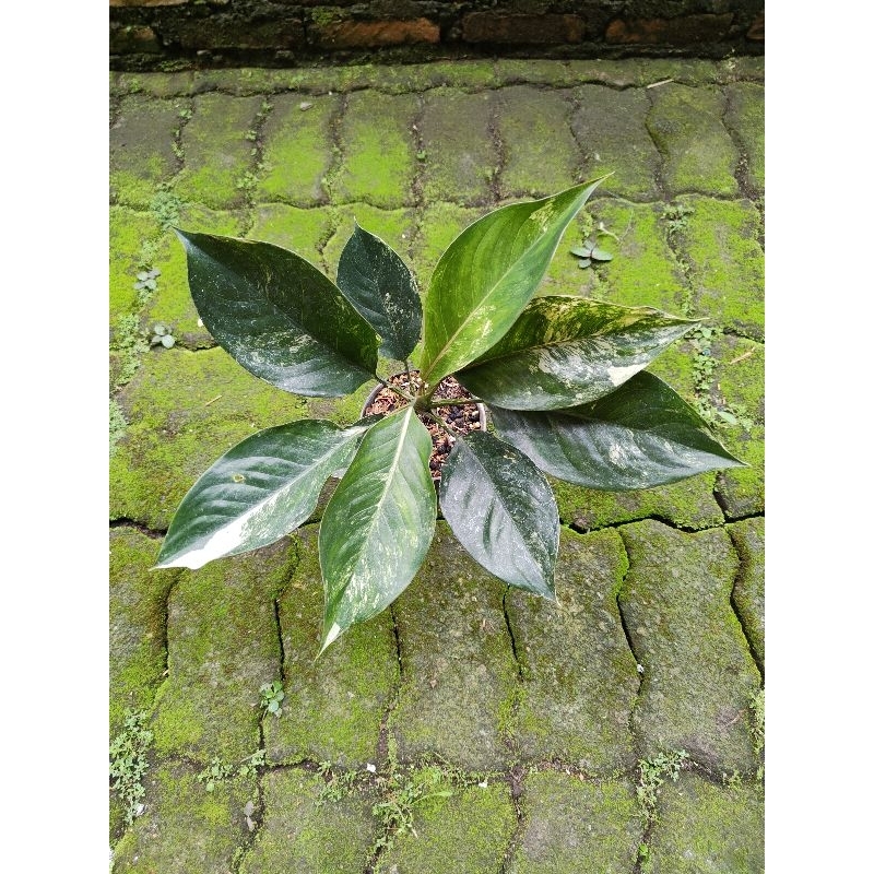 aglaonema siam jade variegata kd.A