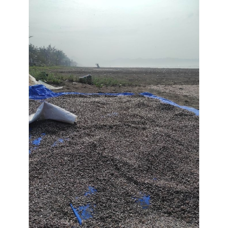 

lancang kremis kerang laut kecil kering pakan ternak pakan bebek