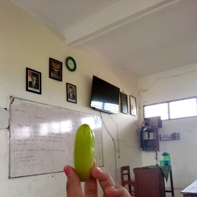 

belimbing keris