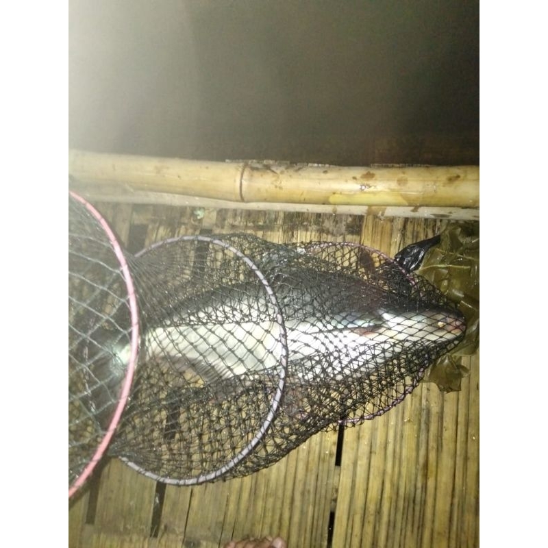 essen Oplosan susu sereh