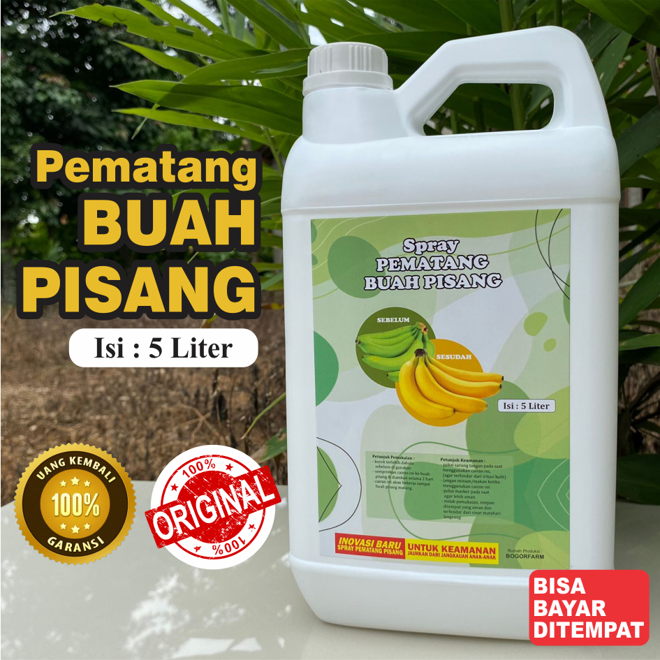 

PEMATANG PISANG | MATENG Dalam 2 Hari | PISANG Mateng Secara INSTANT | 5 Liter