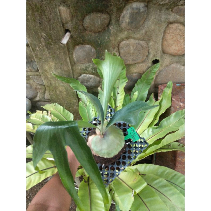 platycerium / kesimbar hilli wide rawatan