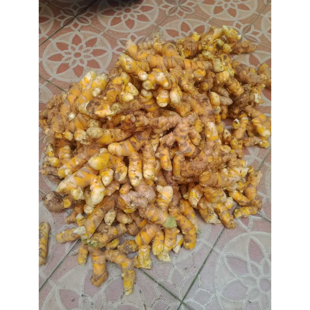 

Temulawak segar organik