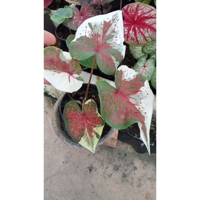 caladium/keladi npk