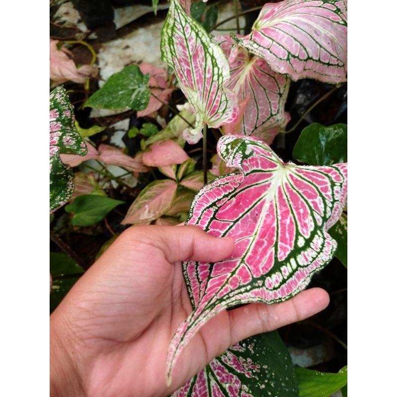 keladi wayang batik dewasa super