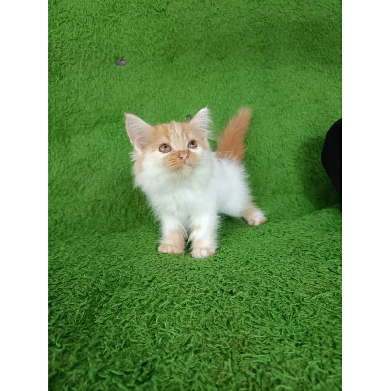 KUCING PERSIA MEDIUM BETINA 2 BULAN PUTIH OREN