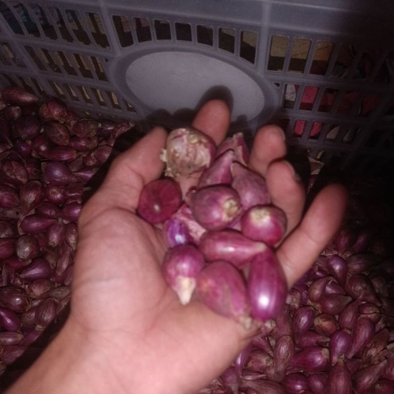 

Bawang merah 1kg