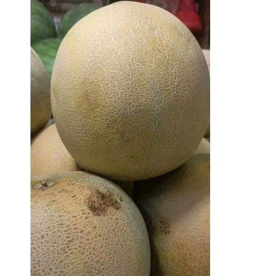 

Buah Melon fresh PakSr 1biji 1.8 - 2kg