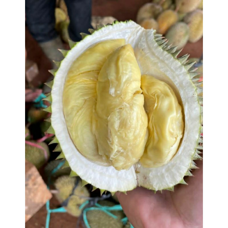 

durian lokal manis dan super