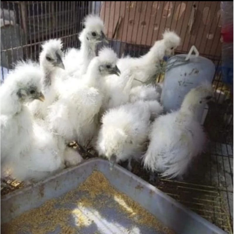 Ayam Kapas Silkie Hias-Ayam Bulu Kapas