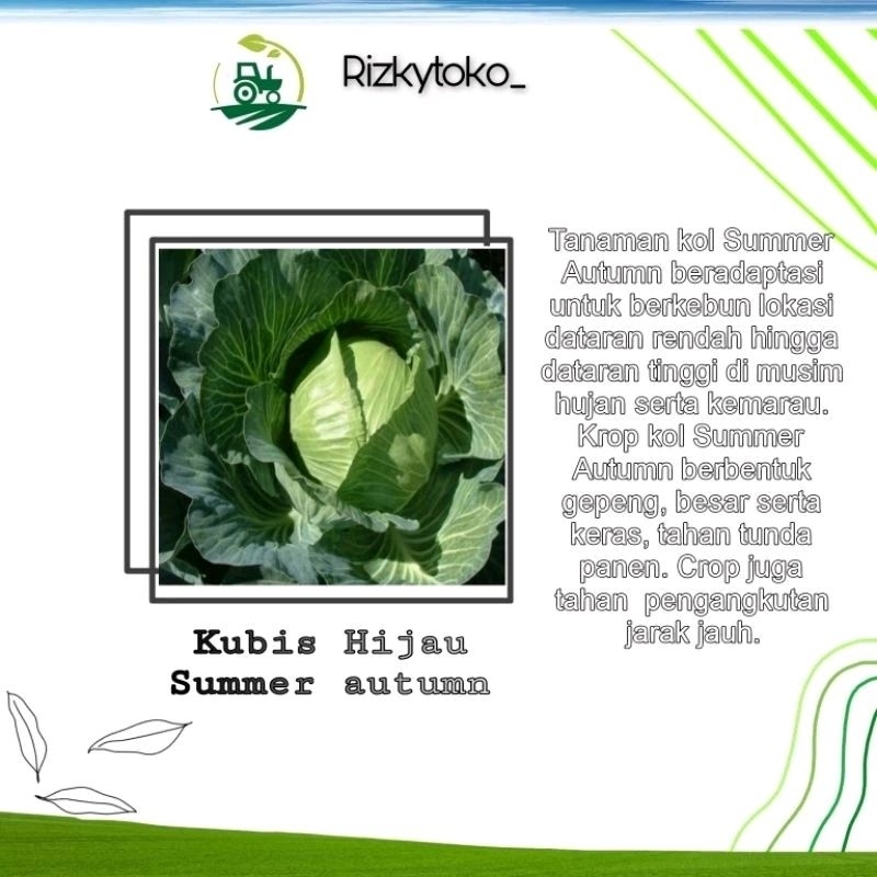 50 Biji - Benih KUBIS Hijau Summer Autumn Repacking