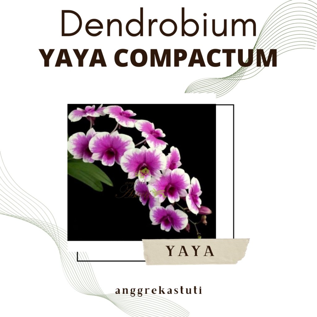 Anggrek Dendrobium Yaya Compactum Dewasa Spike Knop Bunga Mini Kode YAYA