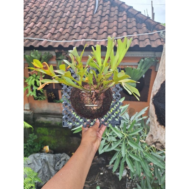 Platycerium Ridleyii