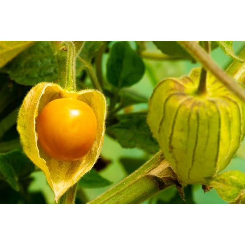 

CIPLUKAN / Cecendent /ceplukan buah herbal per 100g