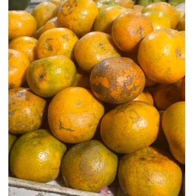 

Jeruk Medan fresh PakSr 500gram