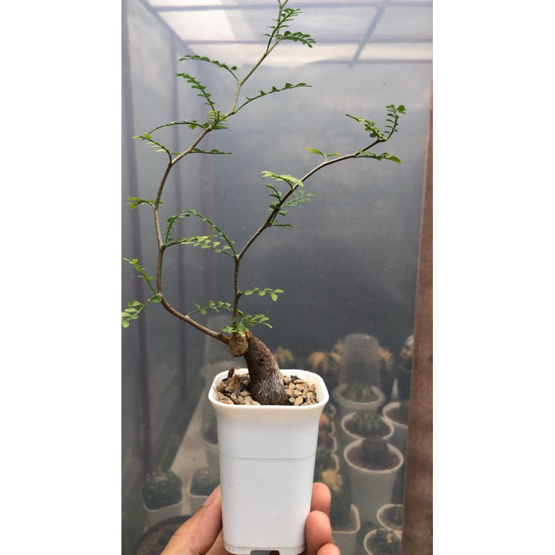 Bonsai Operculicarya Pachypus Sudah Keluar Otot