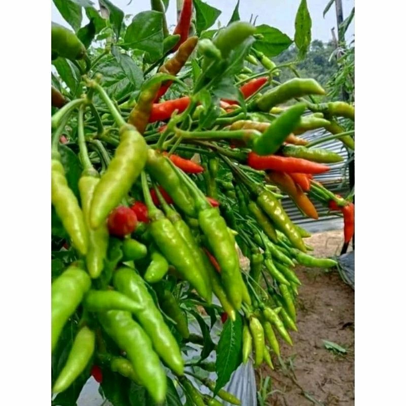 100 BENIH CABE RAWIT ORION HIJAU