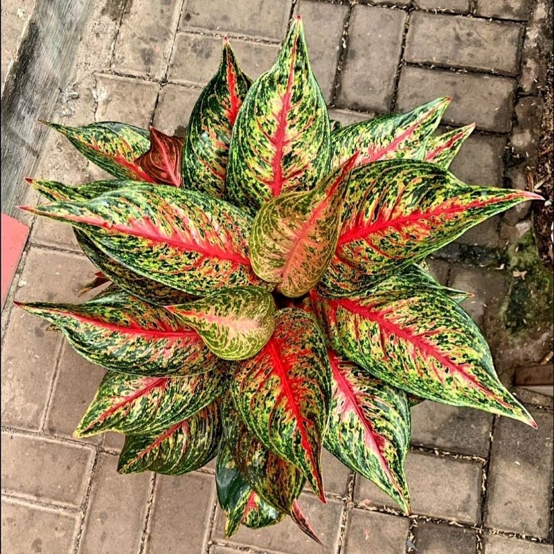 Aglonema Hot Lady Mutasi Super 5-8 daun Tanaman Hias Bunga Aglaonema Murah Merah BUKAN bonggol bibit