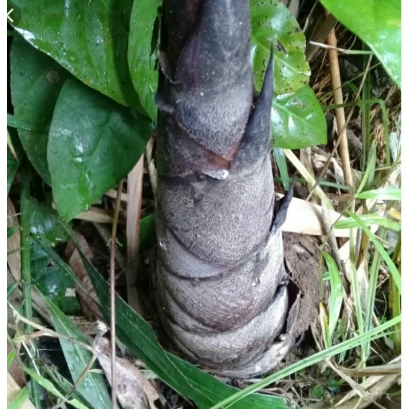 

rebung segar bambu sayur muda 1 kg