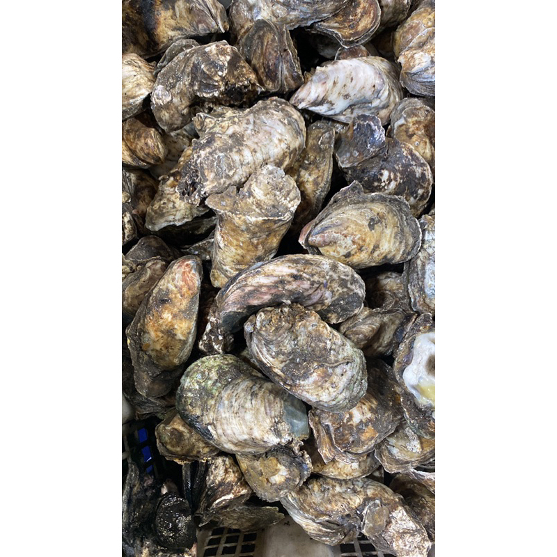 

kerang tiram/oyster