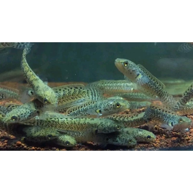 HIASAN AQUARIUM~LIMBATA CB GRANIT BAHAN KONTES
