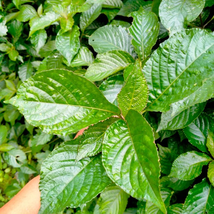 

Daun Keji Beling 1 Kg - Pecah Beling Herbal Segar Langsung Petik