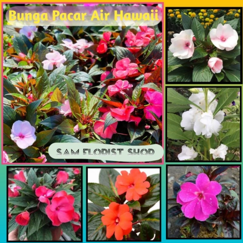 Tanaman Bunga Pacar Air Hawaii (BERBUNGA) Tanaman Hidup Pacar air HAWAII