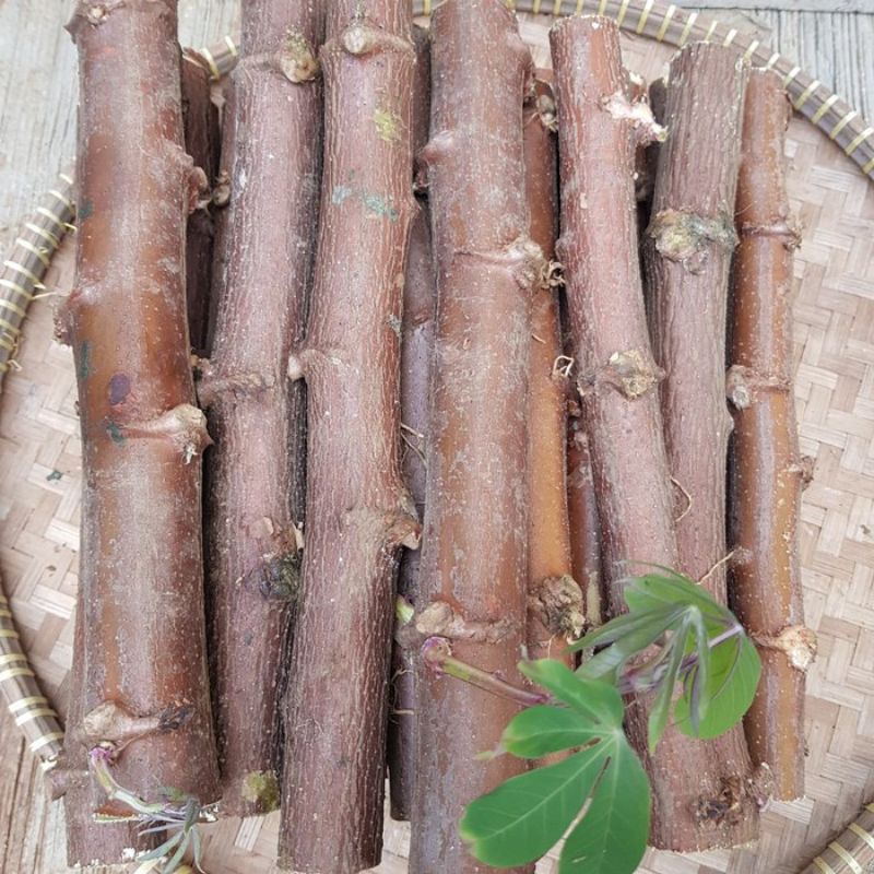 

bibit/batang singkong keju paket Hemat 1 paket isi 10