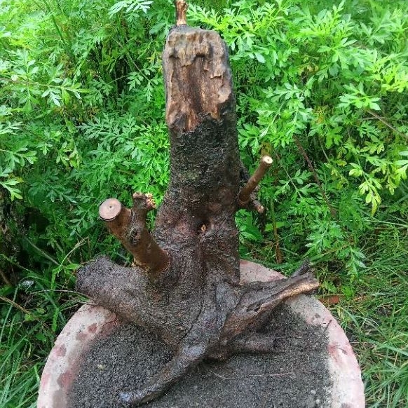 bahan bonsai Loa bonggol keropos