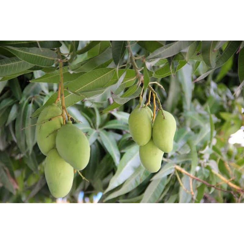 BIBIT MANGGA DUA JENIS DALAM 1 POHON MIYAZAKI VS MAHATHIR