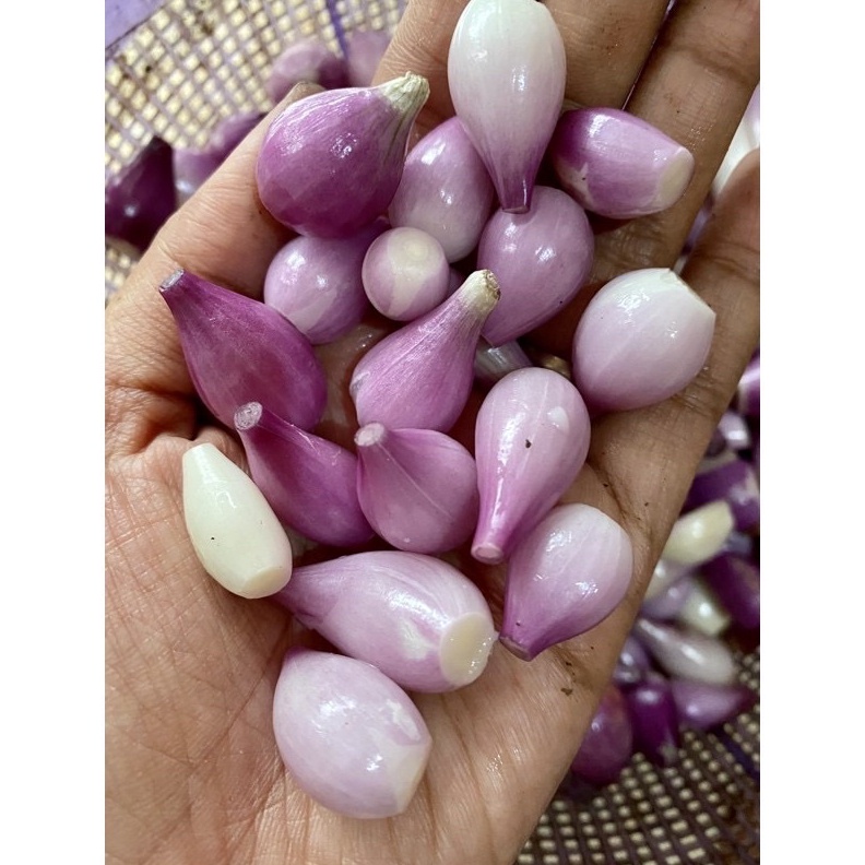 

TERLARIS bawang merah Kupas 1kg gas