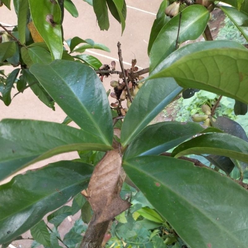 

Daun Jambu Bol Fresh 1 Kg Langsung Petik