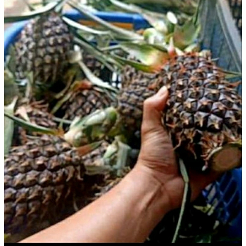 

nanas muda segar fresh 1pck