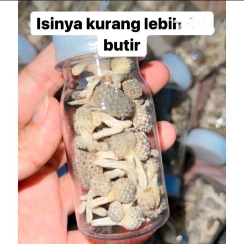 ‼️READY‼️JAMU MPOT PUTIH TANPA DIPOTONG ASLI MADURA /PERAWATAN MISS V /JAMU MPOT AYAM PUTIH  / JAMU 