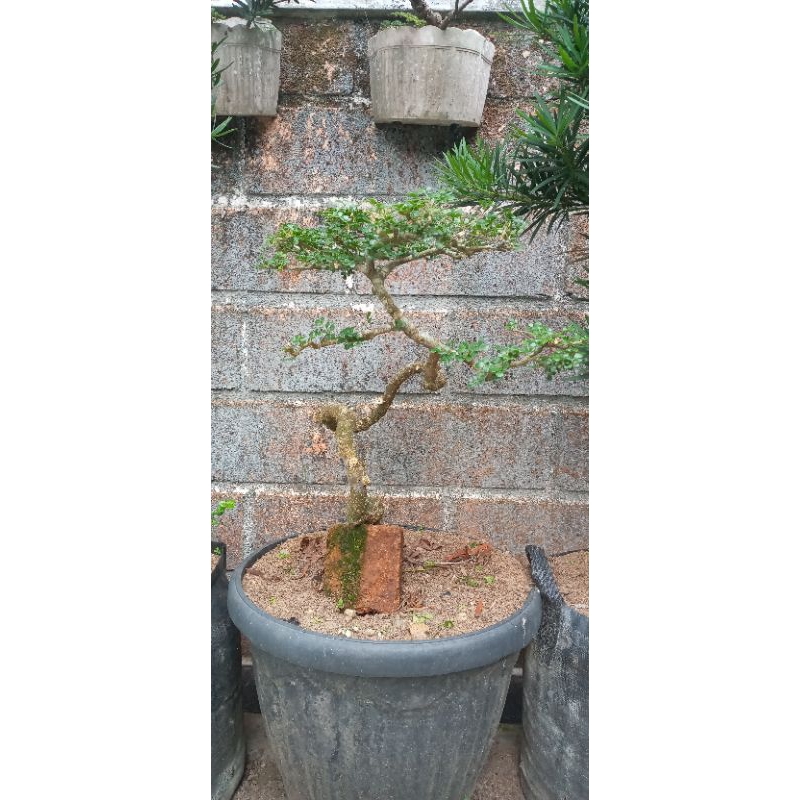 Bonsai Kawista Batu