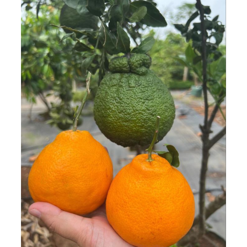 Bibit jeruk dekopon berbuah