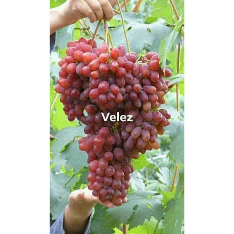 

anggur import velez