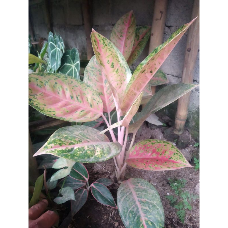 aglonema bigroy 2-3daun