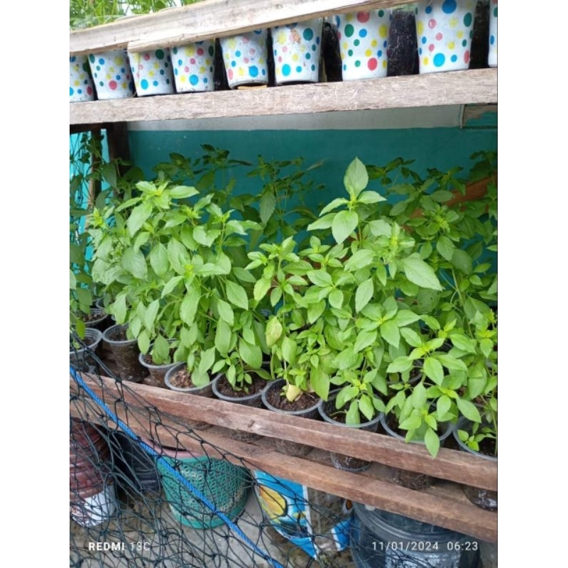 bibit tanaman daun kemangi bibit kemangi tanaman kemangi hidup